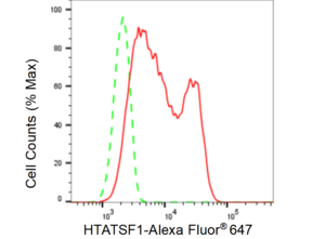 Anti HTSF1 Antibody, clone 23GB5935, Rabbit Monoclonal clone 23GB5935, recombinant rabbit monoclonal, expressed in HEK293 cells