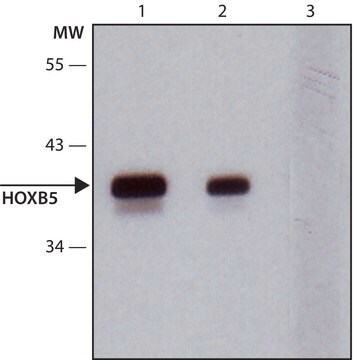 Anti-HOXB5 antibody produced in rabbit ~1.0&#160;mg/mL, affinity isolated antibody, buffered aqueous solution