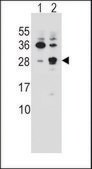 ANTI-CBLN2 (C-TERM) antibody produced in rabbit IgG fraction of antiserum, buffered aqueous solution