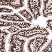 Monoclonal Anti-HIST1H2BC antibody produced in mouse Prestige Antibodies&#174; Powered by Atlas Antibodies, clone CL5048, purified immunoglobulin, buffered aqueous glycerol solution