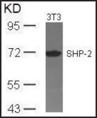 Anti-PTPN11 (Ab-542) antibody produced in rabbit affinity isolated antibody