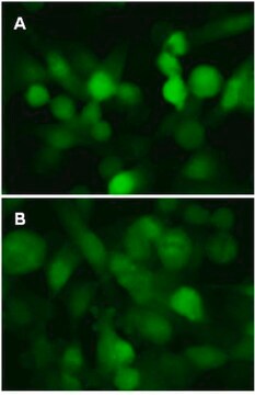 LentiBrite GFP-LC3 Control Mutant Lentiviral Biosensor