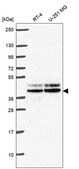 Anti-Jund Antibody Produced In Rabbit Prestige Antibodies&#174; Powered by Atlas Antibodies, affinity isolated antibody, buffered aqueous glycerol solution