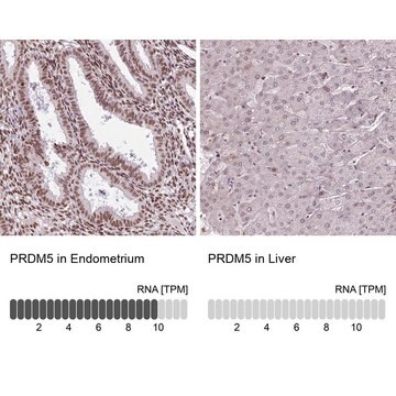 抗-PRDM5 兔抗 Prestige Antibodies&#174; Powered by Atlas Antibodies, affinity isolated antibody, buffered aqueous glycerol solution