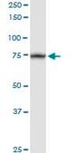 Anti-TRAP1 antibody produced in rabbit purified immunoglobulin, buffered aqueous solution