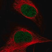 Anti-ASH2L antibody produced in rabbit Prestige Antibodies&#174; Powered by Atlas Antibodies, affinity isolated antibody, buffered aqueous glycerol solution