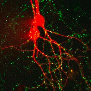 BioTracker 510 Green C4(FM1-43) Synaptic Dye Live cell imaging synaptic dye that detects neural synaptic activitiy at neuromuscular junctions and synapses.