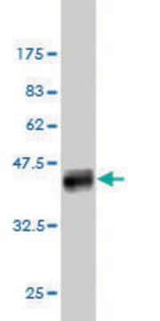 Monoclonal Anti-SLC12A4 antibody produced in mouse clone 1H6, purified immunoglobulin, buffered aqueous solution