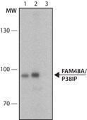 Anti-FAM48A /P38IP antibody produced in rabbit ~1.0 mg/mL, affinity isolated antibody