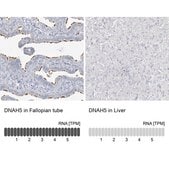 抗-DNAH5 兔抗 Prestige Antibodies® Powered by Atlas Antibodies, affinity isolated antibody, buffered aqueous glycerol solution