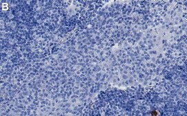 Anti-IDO1 Antibody, clone 1B17 ZooMAb® Rabbit Monoclonal recombinant, expressed in HEK 293 cells