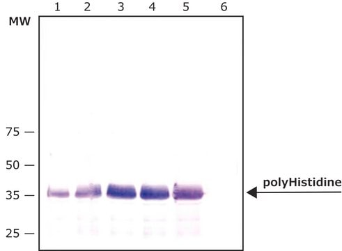 Monoclonal Anti-polyHistidine–Agarose antibody produced in mouse clone HIS-1, purified immunoglobulin, PBS suspension, suitable for purification of HIS tagged recombinant proteins