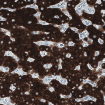 Monoclonal Anti-SLC27A5 antibody produced in mouse Prestige Antibodies&#174; Powered by Atlas Antibodies, clone CL0216, purified immunoglobulin, buffered aqueous glycerol solution