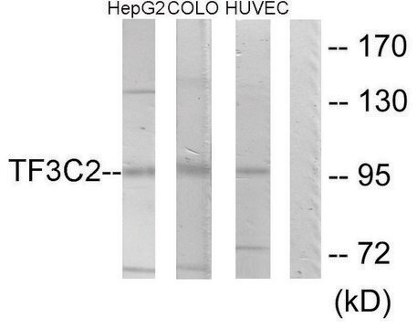 Anti-TF3C2 antibody produced in rabbit affinity isolated antibody