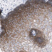 Anti-TMEM243 antibody produced in rabbit Prestige Antibodies® Powered by Atlas Antibodies, affinity isolated antibody, buffered aqueous glycerol solution