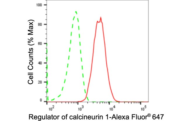 Anti Regulator Of Calcineurin 1 Antibody, clone 24GB1335, Rabbit Monoclonal clone 24GB1335, recombinant rabbit monoclonal, expressed in HEK293 cells