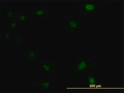 Monoclonal Anti-UBE2M antibody produced in mouse clone 3C4, purified immunoglobulin, buffered aqueous solution