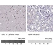 Anti-TBR1 Prestige Antibodies® Powered by Atlas Antibodies, affinity isolated antibody