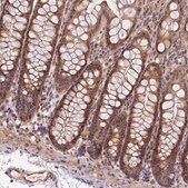 Anti-IMPACT antibody produced in rabbit Prestige Antibodies&#174; Powered by Atlas Antibodies, affinity isolated antibody, buffered aqueous glycerol solution
