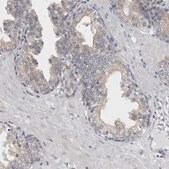 Anti-TMEM242 antibody produced in rabbit Prestige Antibodies® Powered by Atlas Antibodies, affinity isolated antibody, buffered aqueous glycerol solution