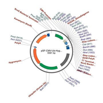 PSF-CMV-UB-HYGRO ASCI - HYGROMYCIN SELECTION PLASMID plasmid vector for molecular cloning