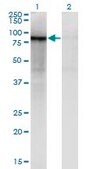 ANTI-ZNF41 antibody produced in mouse clone 2F9, purified immunoglobulin, buffered aqueous solution
