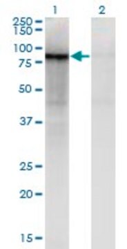 ANTI-ZNF41 antibody produced in mouse clone 2F9, purified immunoglobulin, buffered aqueous solution