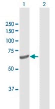 Anti-GALNT4 antibody produced in rabbit purified immunoglobulin, buffered aqueous solution