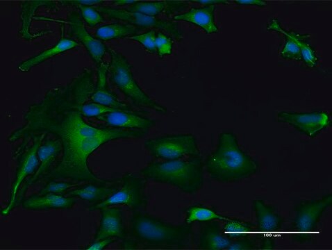 Anti-DAP3 antibody produced in rabbit purified immunoglobulin, buffered aqueous solution