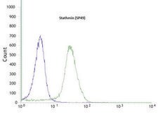 Anti-Stathmin antibody, Rabbit monoclonal recombinant, expressed in proprietary host, clone SP49, affinity isolated antibody