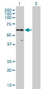 Anti-PKNOX2 antibody produced in mouse purified immunoglobulin, buffered aqueous solution