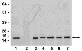 ChIPAb+乙酰组蛋白H3(Lys4) - ChIP免疫沉淀验证抗体和引物试剂套装 from rabbit, purified by affinity chromatography