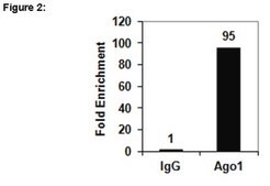 RIPAb+ Ago1 Antibody clone 4G7-E12, from mouse