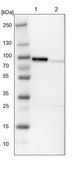 Anti-GAS2L1 antibody produced in rabbit Prestige Antibodies® Powered by Atlas Antibodies, affinity isolated antibody, buffered aqueous glycerol solution