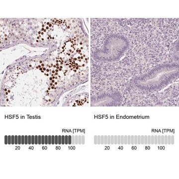 Anti-HSF5 antibody produced in rabbit Prestige Antibodies&#174; Powered by Atlas Antibodies, affinity isolated antibody, buffered aqueous glycerol solution