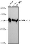 Anti-Kallikrein 8 Antibody, clone 5J5H9, Rabbit Monoclonal