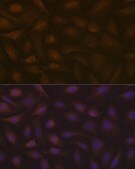 Anti-KIFAP3 Antibody, clone 1S7J7, Rabbit Monoclonal