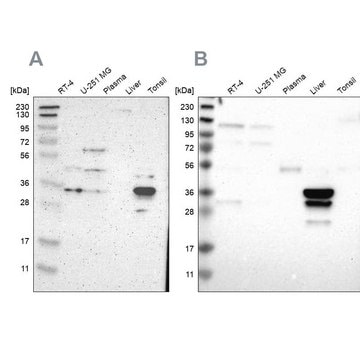 抗-PHYH 兔抗 Prestige Antibodies&#174; Powered by Atlas Antibodies, affinity isolated antibody, buffered aqueous glycerol solution