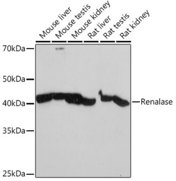 Anti-Renalase Antibody, clone 9A5T7, Rabbit Monoclonal