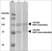 Monoclonal Anti-Hsf1 - Fitc antibody produced in rat clone 10H4, purified immunoglobulin