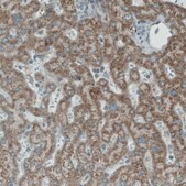 Monoclonal Anti-PGAM5 antibody produced in mouse Prestige Antibodies&#174; Powered by Atlas Antibodies, clone CL0624, purified immunoglobulin, buffered aqueous glycerol solution