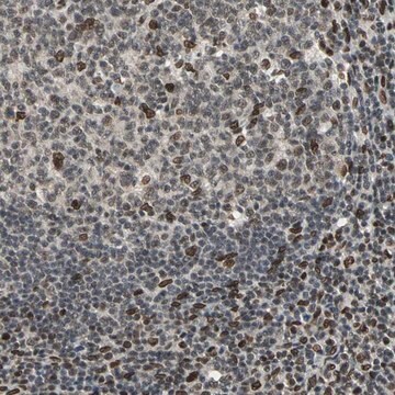 Anti-ISY1 antibody produced in rabbit Ab1, Prestige Antibodies&#174; Powered by Atlas Antibodies, affinity isolated antibody, buffered aqueous glycerol solution