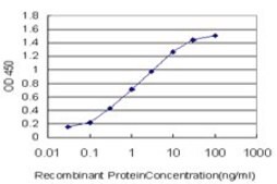Monoclonal Anti-BACH1 antibody produced in mouse clone 1B8, purified immunoglobulin, buffered aqueous solution