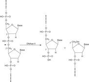 Deoxyribonuclease II from porcine spleen Type IV, lyophilized powder, 2,000-6,000 Kunitz units/mg protein (biuret)