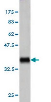 Anti-TNFSF14 Mouse mAb (4E3) liquid, clone 4E3, Calbiochem&#174;