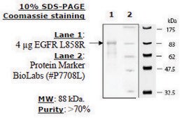 EGFR (L858R) Active human recombinant, expressed in baculovirus infected insect cells, ≥70% (SDS-PAGE)