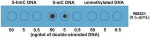 Anti-5-Methylcytosine antibody, Rabbit monoclonal recombinant, expressed in HEK 293 cells, clone RM231, purified immunoglobulin