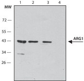 Anti-ARG1 antibody, Mouse monoclonal clone ARG1-6, purified from hybridoma cell culture