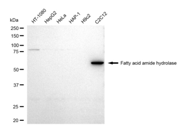 Anti Fatty acid amide hydrolase Antibody, clone 23GB5355, Rabbit Monoclonal clone 23GB5355, recombinant rabbit monoclonal, expressed in HEK293 cells
