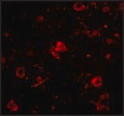 Anti-Nanos3 antibody produced in rabbit affinity isolated antibody, buffered aqueous solution